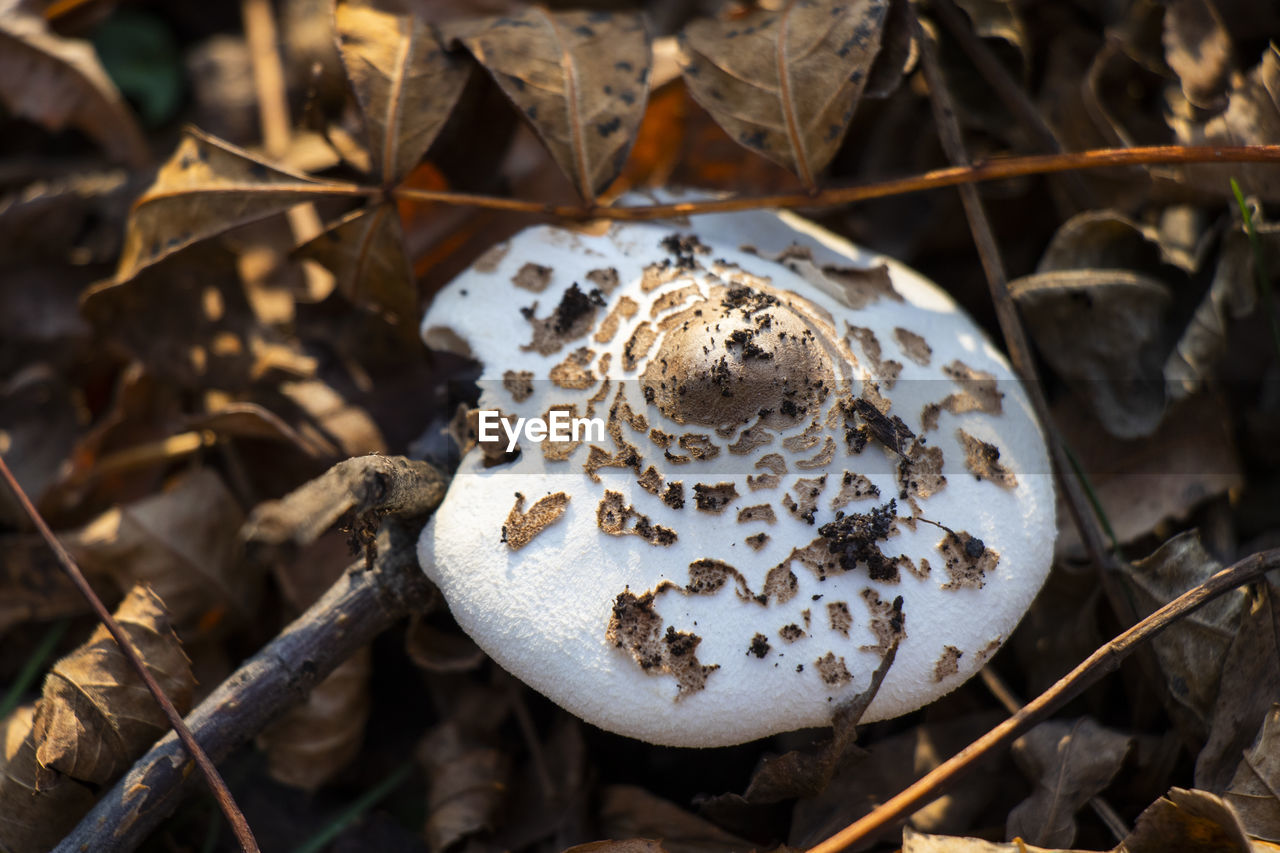 mushroom, nature, macro photography, fungus, close-up, edible mushroom, food, land, no people, leaf, plant, autumn, vegetable, agaricaceae, tree, forest, outdoors, focus on foreground, flower, day, food and drink, animal, plant part, agaricus, animal themes