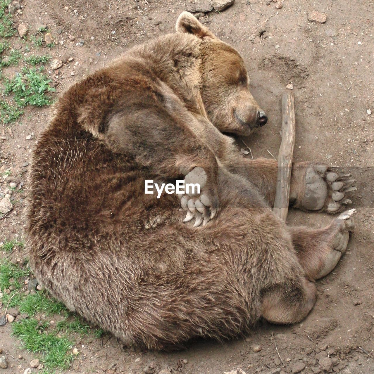 HIGH ANGLE VIEW OF SHEEP SLEEPING