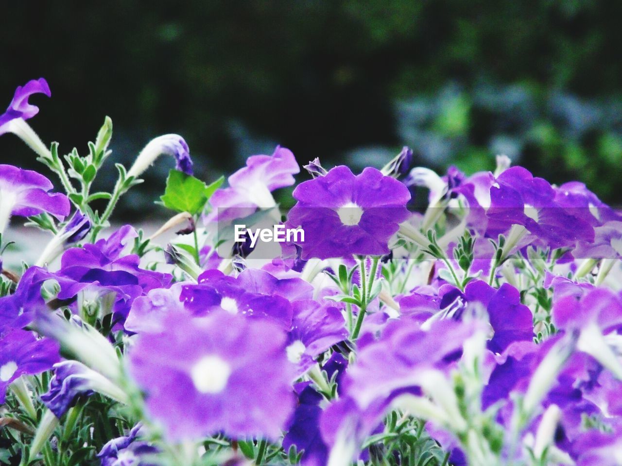 Close-up of purple flowers