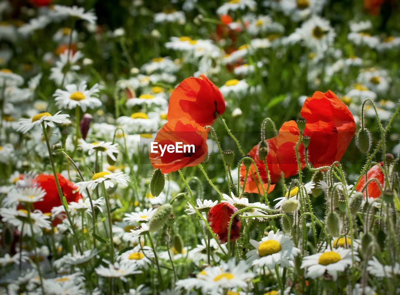 RED FLOWERS BLOOMING IN FIELD