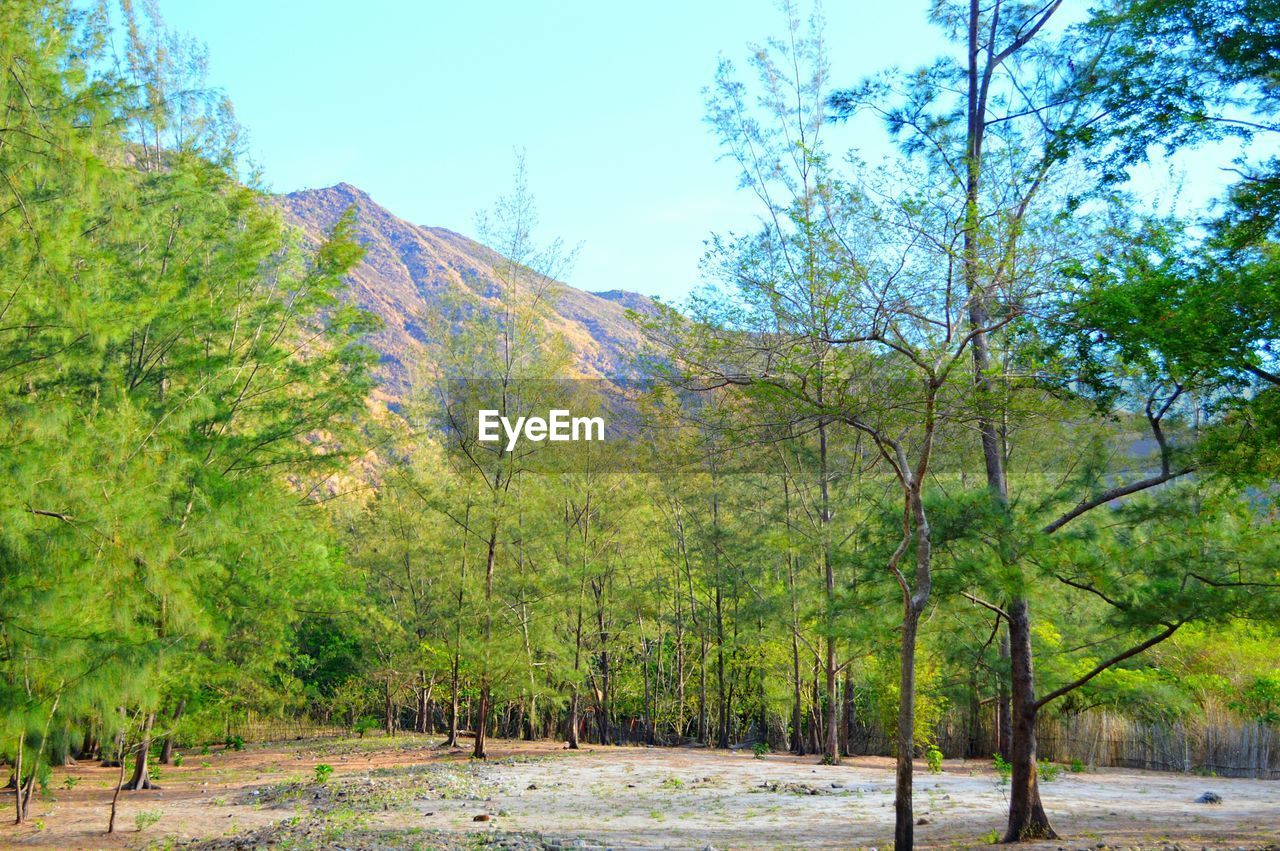 LOW ANGLE VIEW OF TREES IN PARK AGAINST SKY