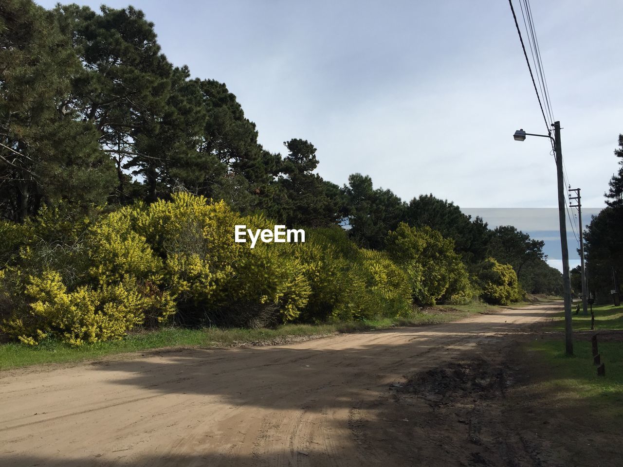 Road by trees against sky