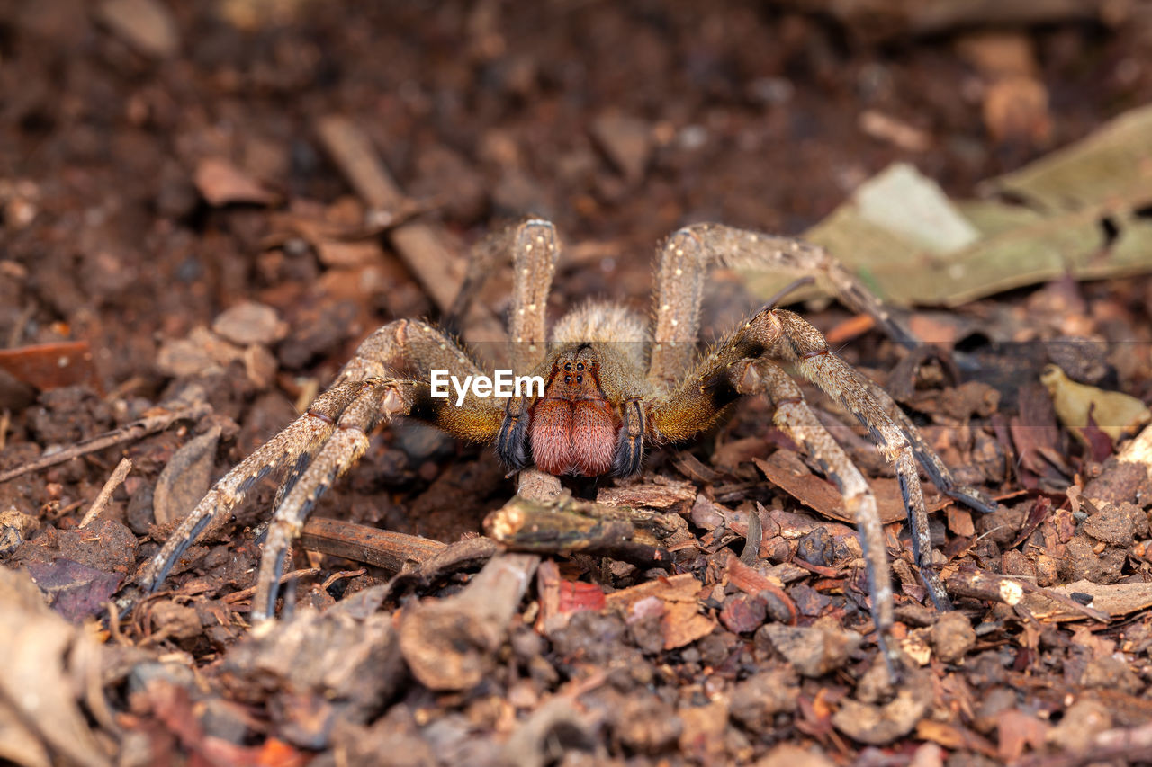 Brazilian wandering spider phoneutria nigriventer