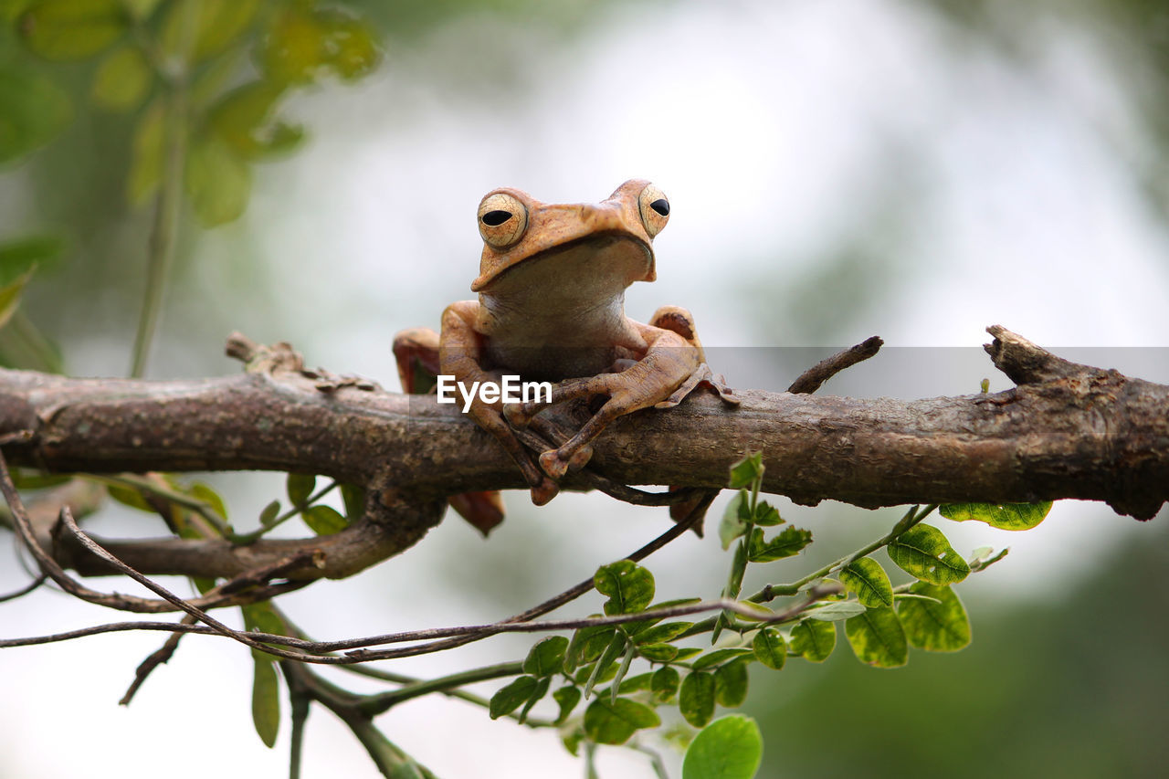 animal themes, animal, animal wildlife, tree, branch, wildlife, nature, one animal, plant, mammal, no people, sitting, outdoors, close-up, flower, full length, forest, environment, portrait, perching, cute