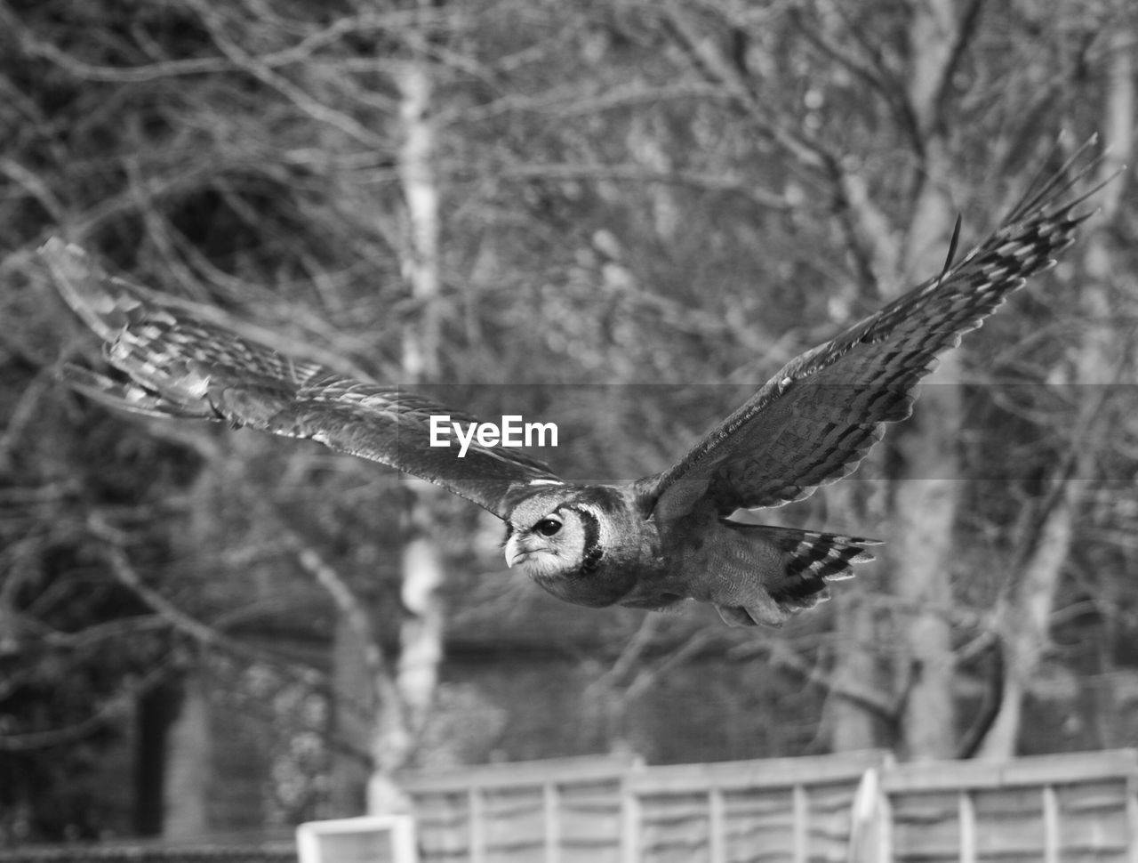 Close-up of owl flying outdoors