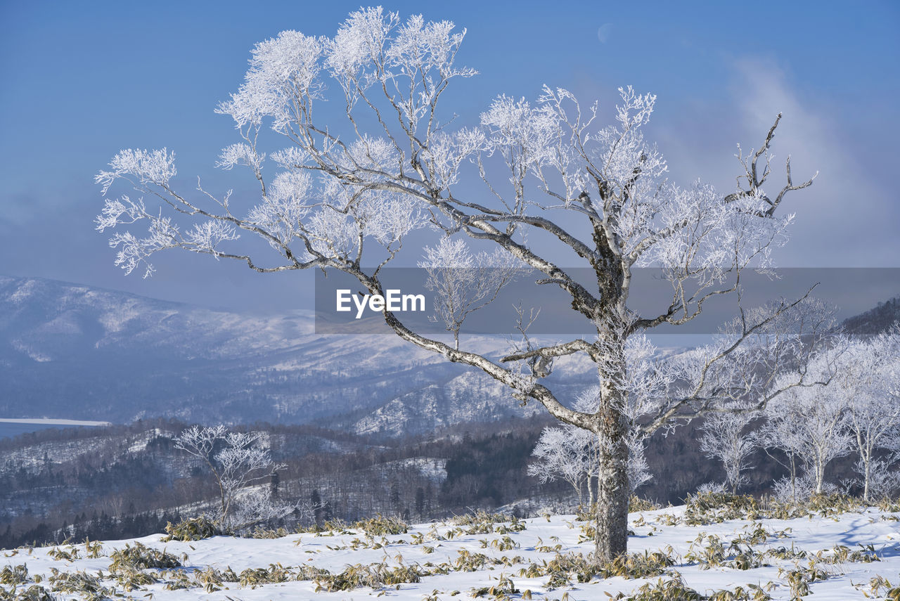 Snow covered tree by mountains against sky