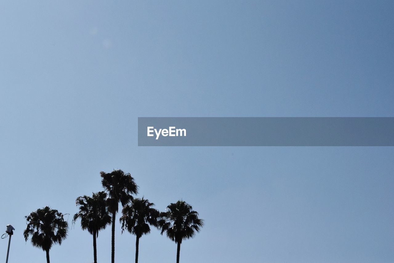 LOW ANGLE VIEW OF PALM TREE AGAINST CLEAR SKY