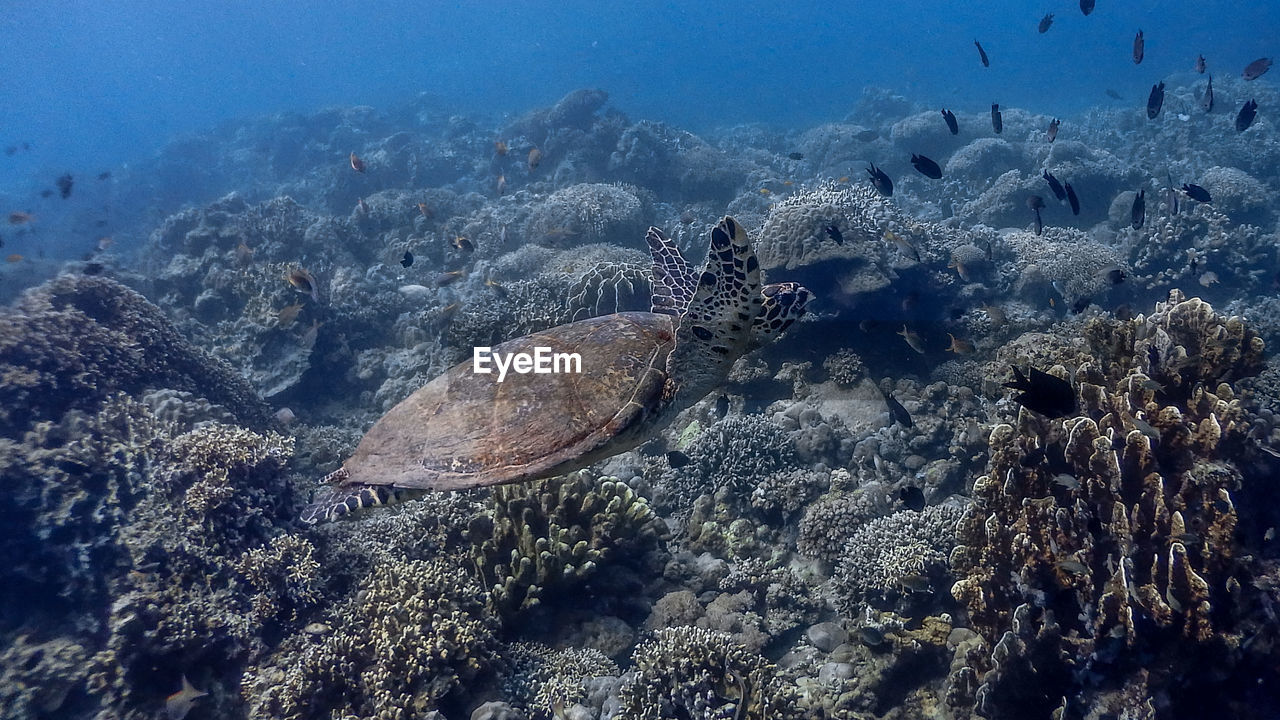 Hawksbill sea turtle at bagalangit