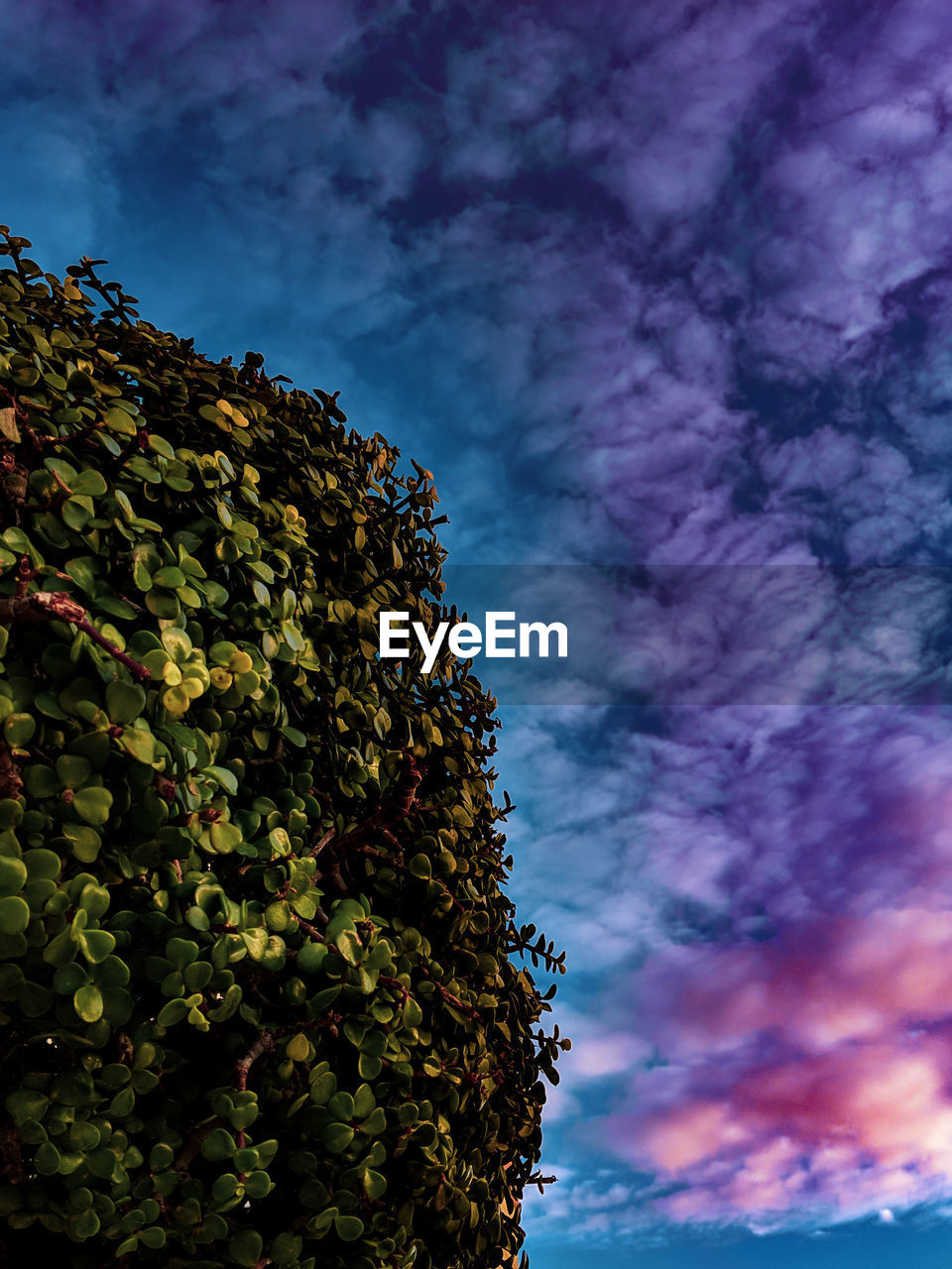 LOW ANGLE VIEW OF IVY AGAINST SKY