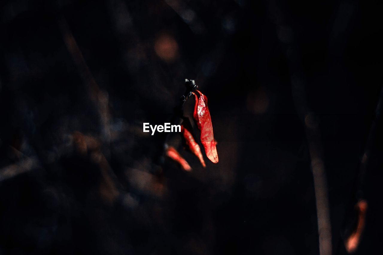 CLOSE-UP OF RED BUTTERFLY ON THE DARK