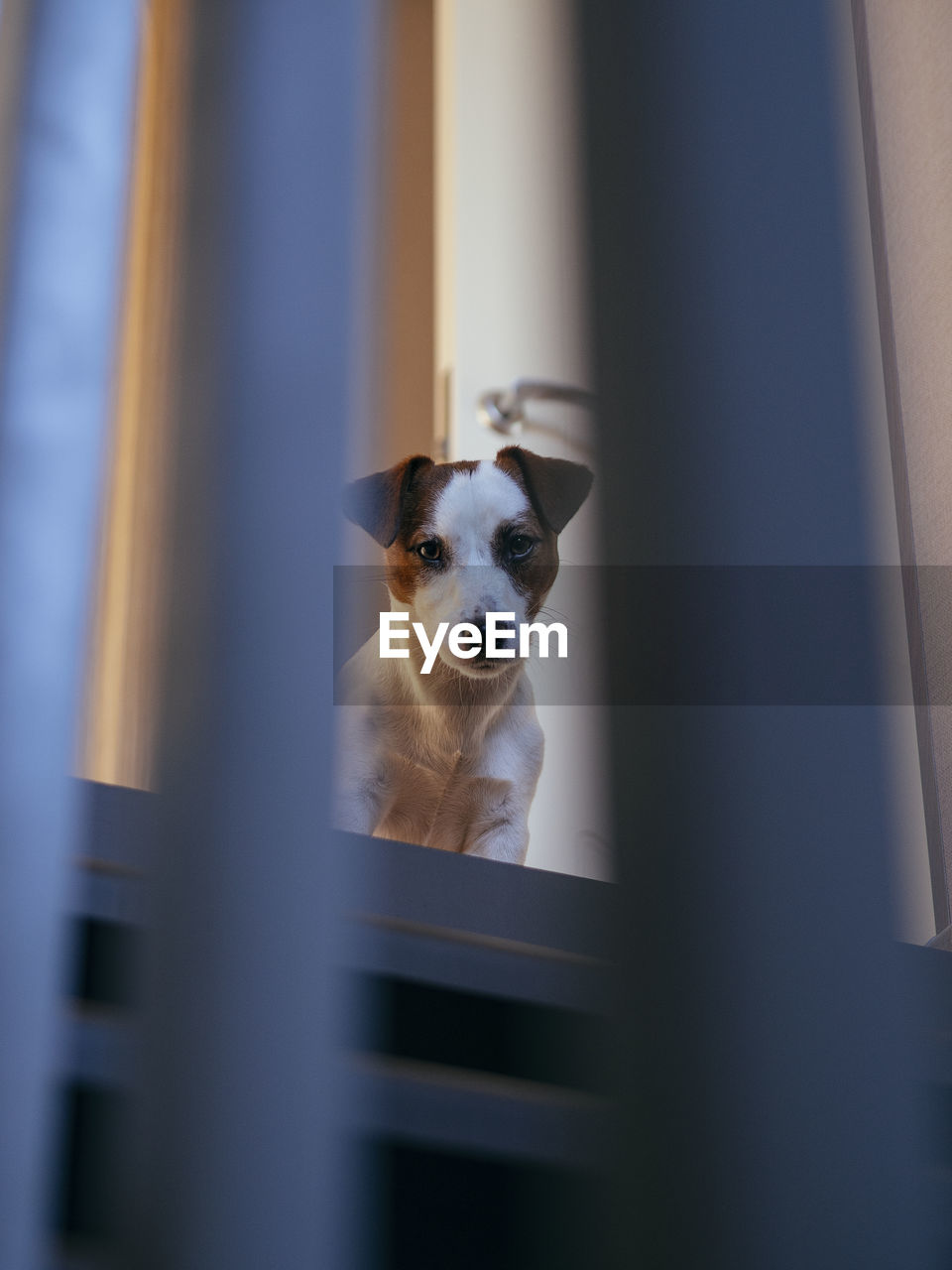 Portrait of dog by window at home