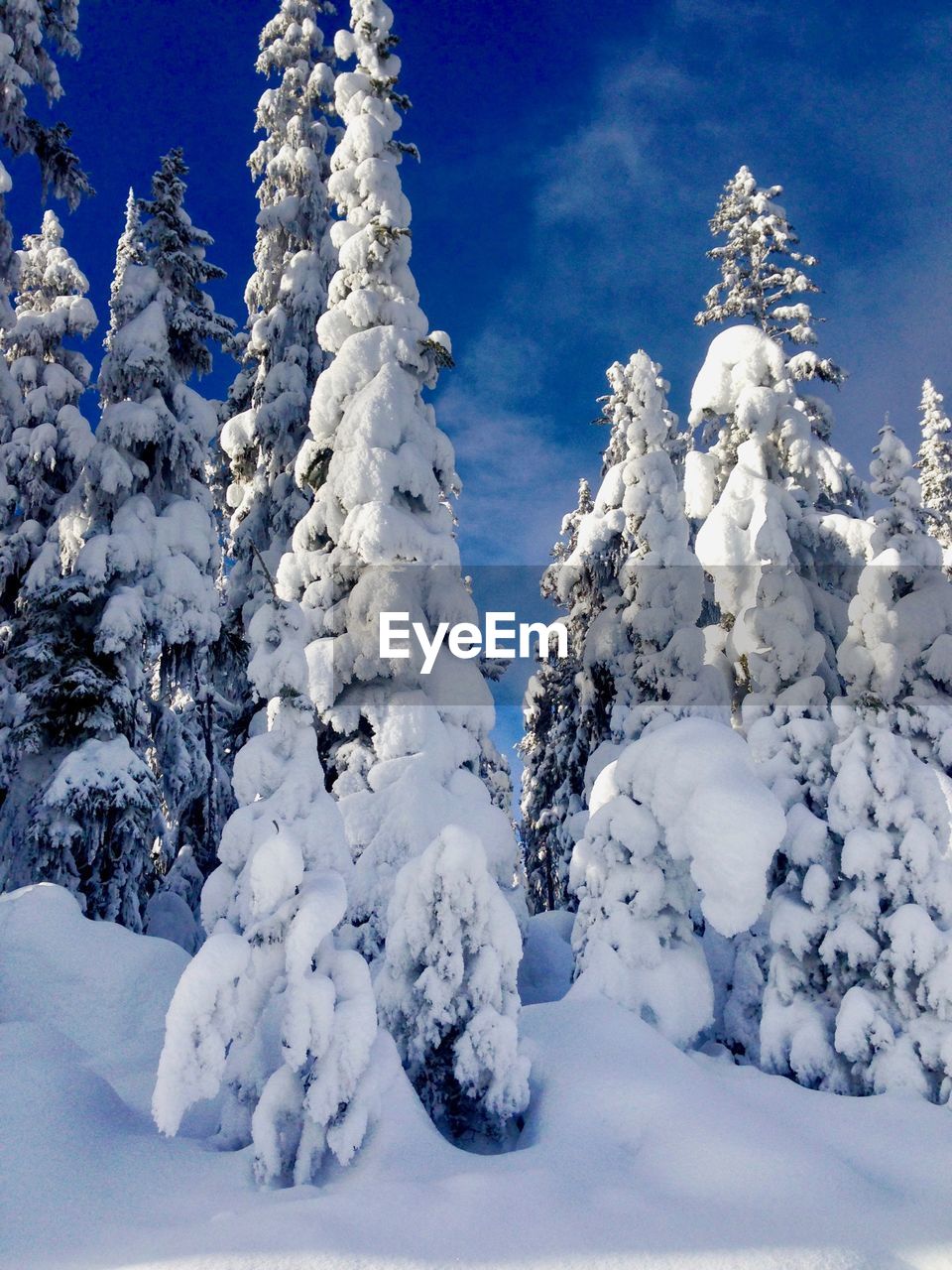 Low angle view of snow covered trees against blue sky