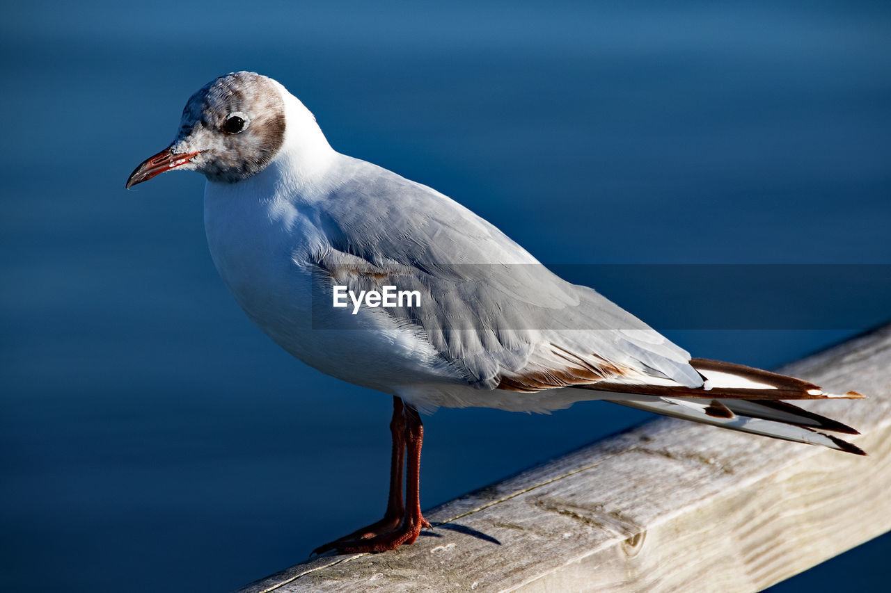 Close-up of seagull perching on railing against sea