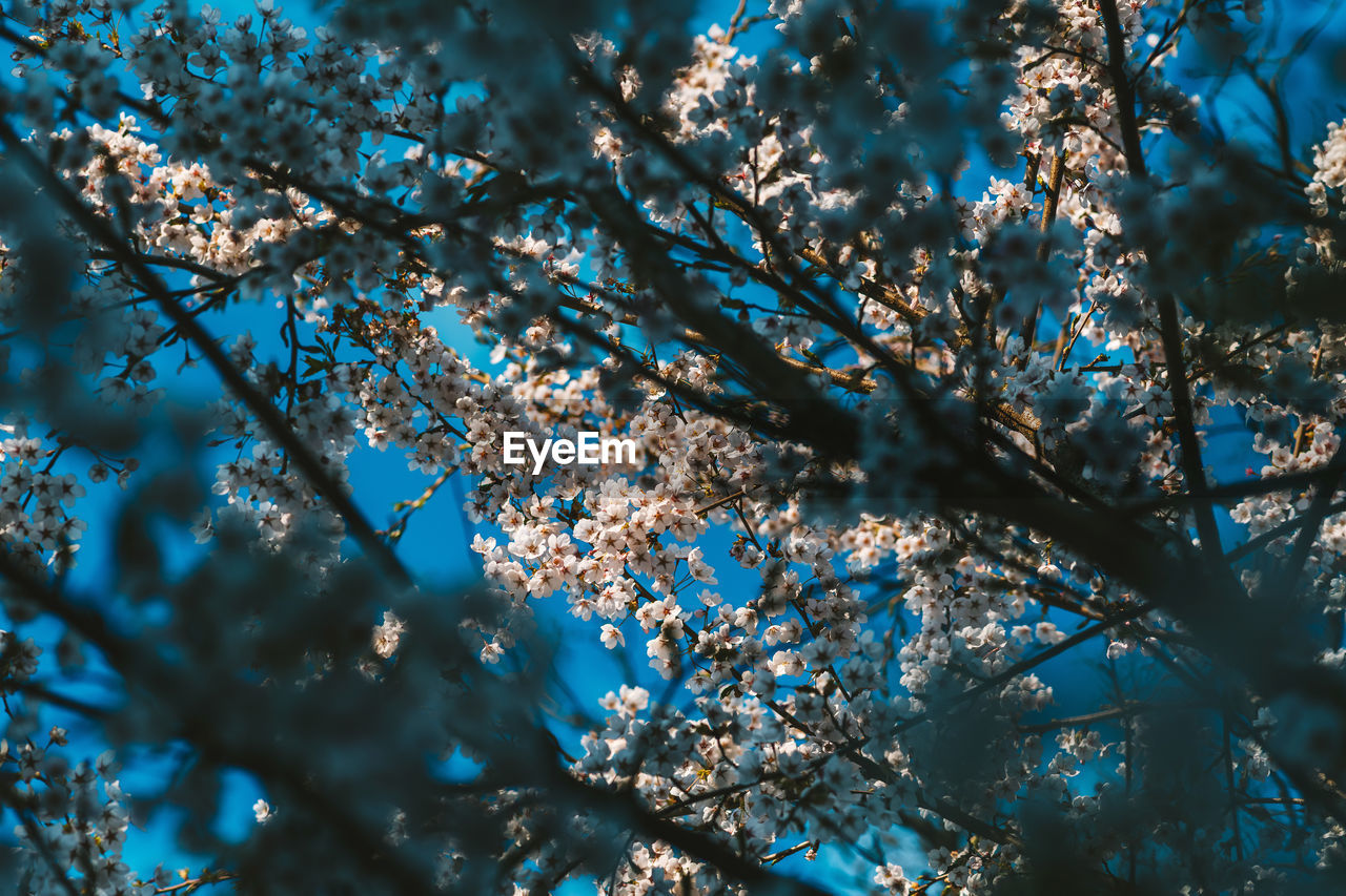 Low angle view of cherry blossom tree