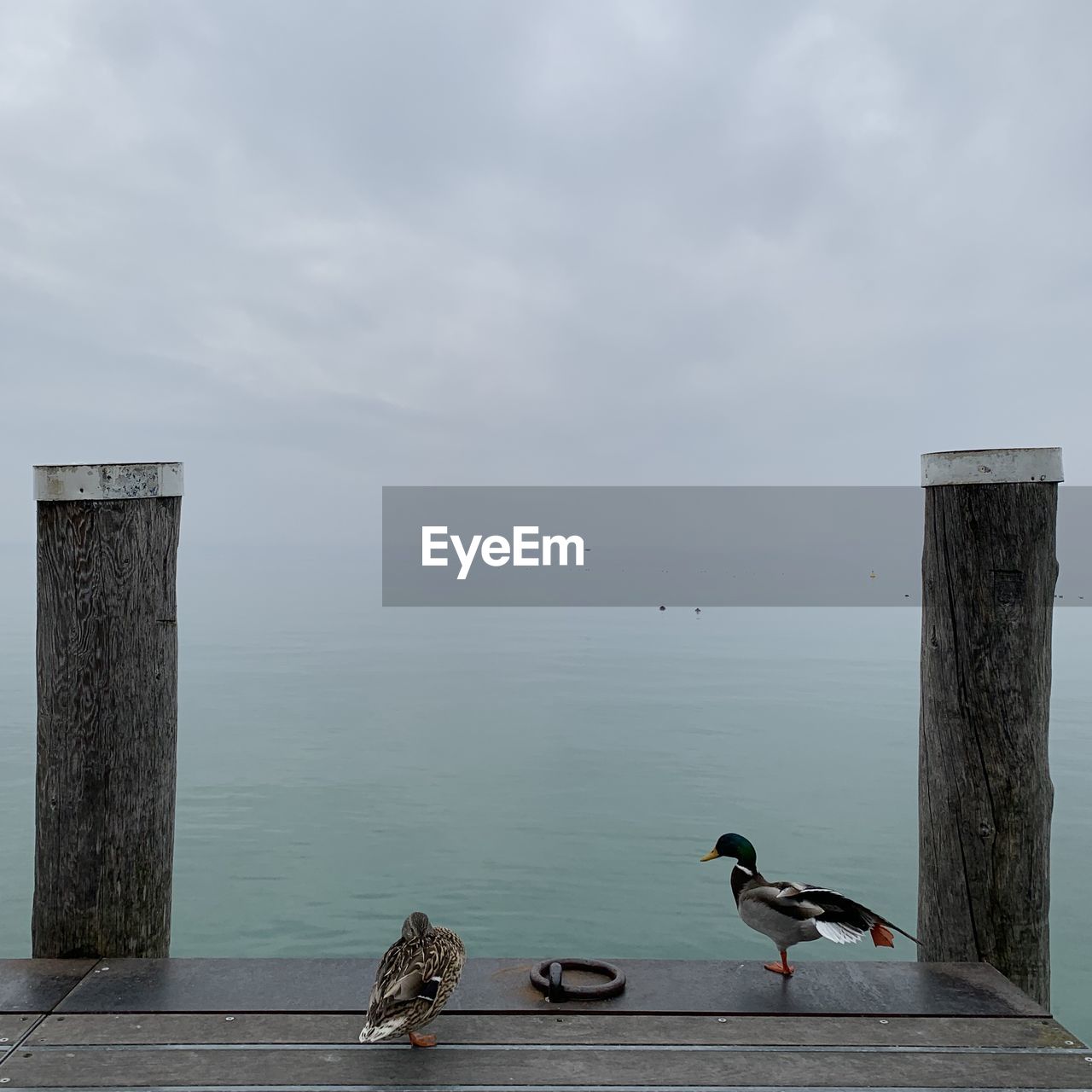 SEAGULL PERCHING ON WOODEN POST