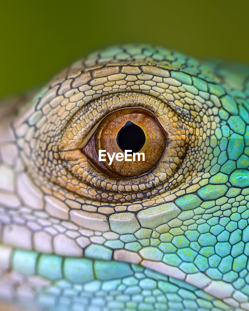 animal themes, one animal, animal, reptile, animal body part, lizard, animal wildlife, close-up, eye, green, animal eye, animal head, macro photography, no people, extreme close-up, wildlife, macro, portrait, animal scale, multi colored, nature, pattern, bird, animal skin, common chameleon, beauty in nature