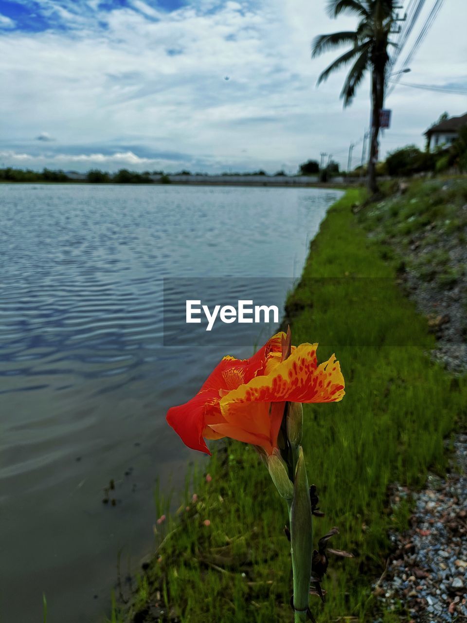 plant, water, beauty in nature, nature, flower, sky, flowering plant, cloud, tranquility, no people, tree, scenics - nature, day, tranquil scene, leaf, lake, land, growth, freshness, outdoors, grass, shore, environment, fragility, beach, tropical climate, non-urban scene, petal, red