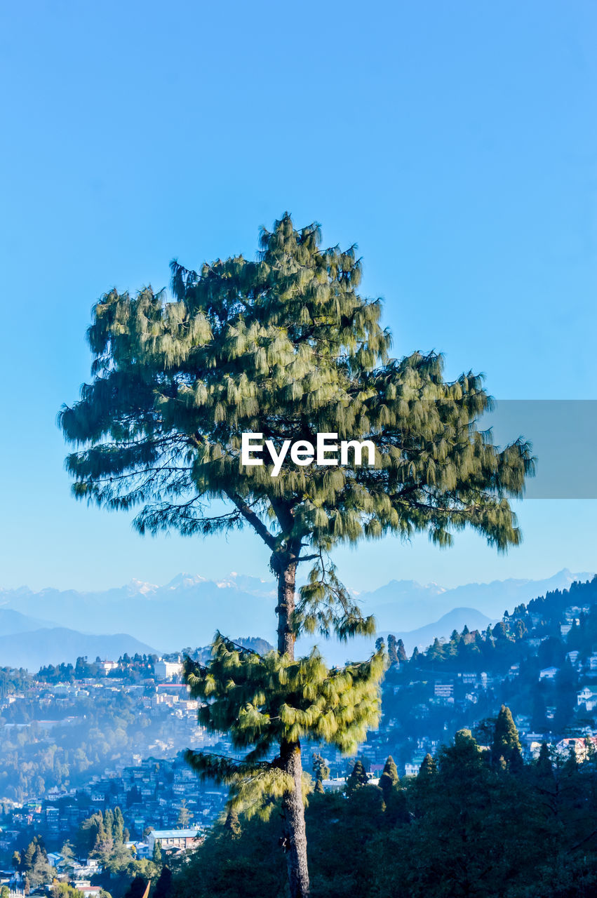 Needle pine conife against clear blue sky himalayas