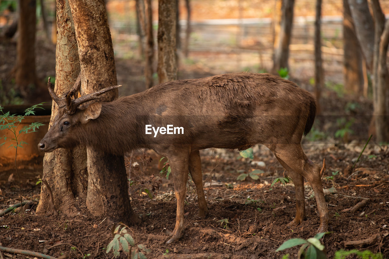 VIEW OF DEER IN THE FOREST