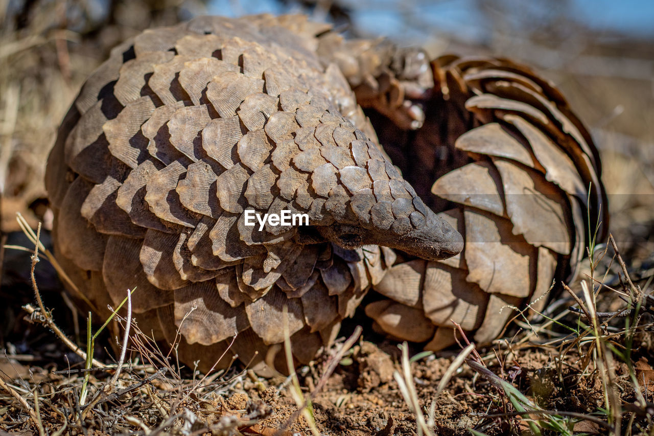 CLOSE-UP OF MUSHROOM ON FIELD