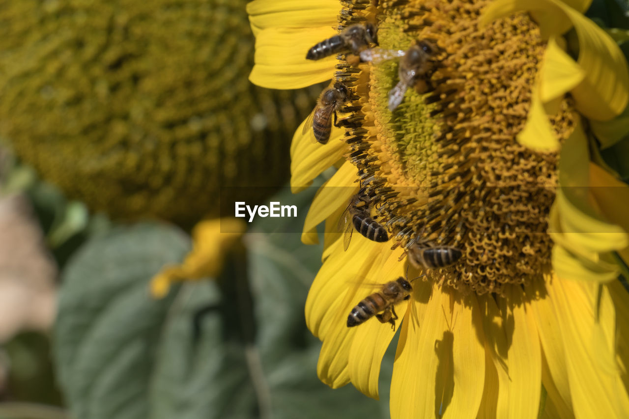 Close-up of bee on sunflower