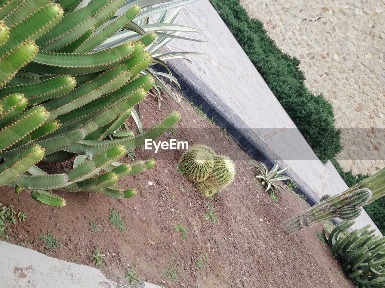 HIGH ANGLE VIEW OF CACTUS ON PLANT