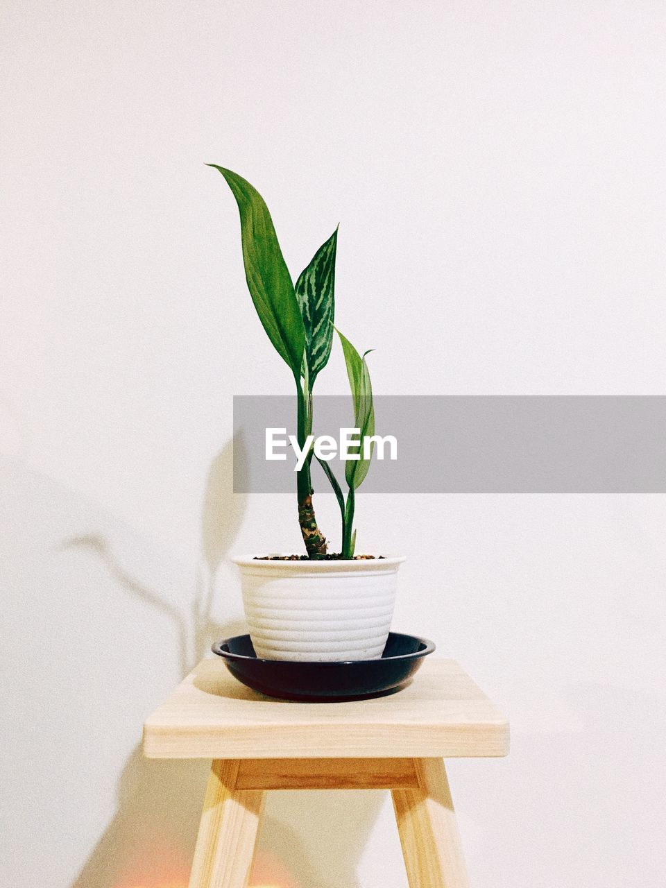 Close-up of potted plant on table against wall