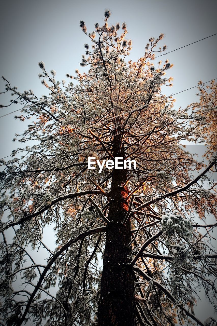 LOW ANGLE VIEW OF TREE AGAINST SKY