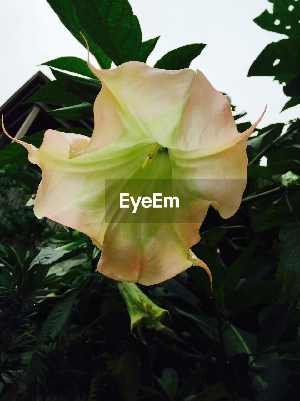 CLOSE-UP OF PINK FLOWER BLOOMING