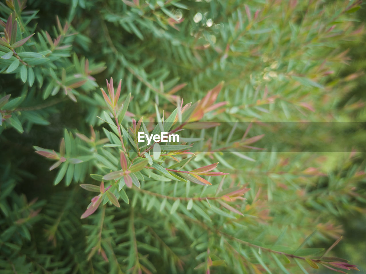 CLOSE UP OF PINE TREE