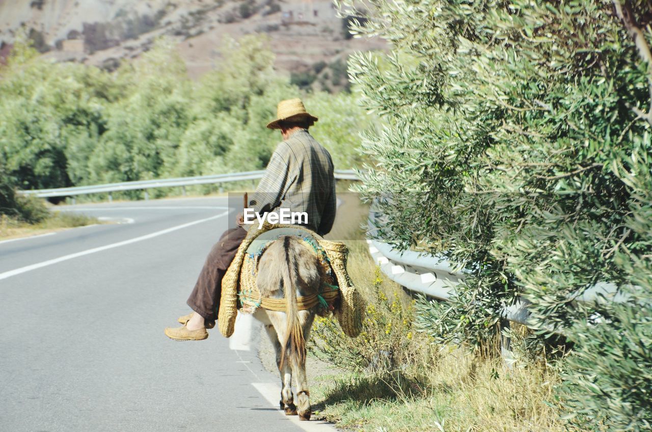 Rear view of man sitting on donkey