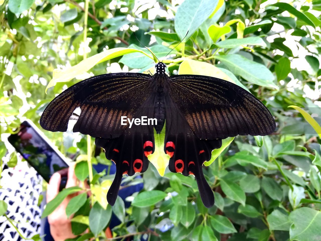 BUTTERFLY POLLINATING FLOWER