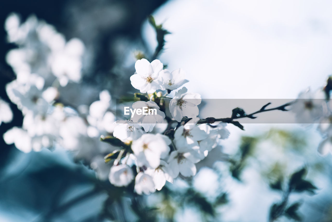 Close-up of white cherry blossoms in spring