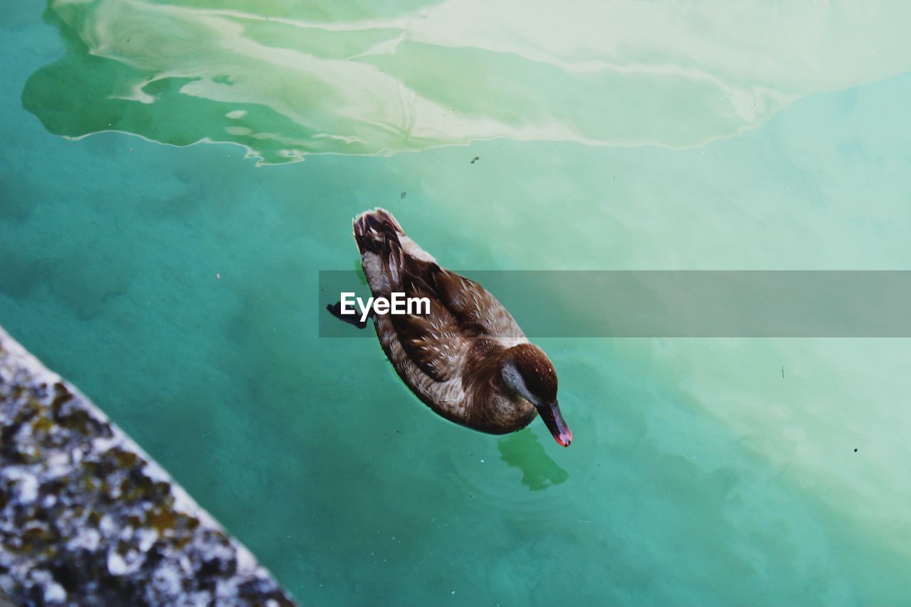 HIGH ANGLE VIEW OF DUCKS SWIMMING IN LAKE