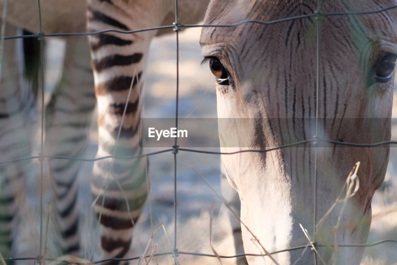 Close-up portrait of zebra behind fence