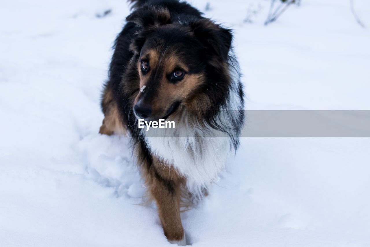 DOG IN SNOW ON FIELD