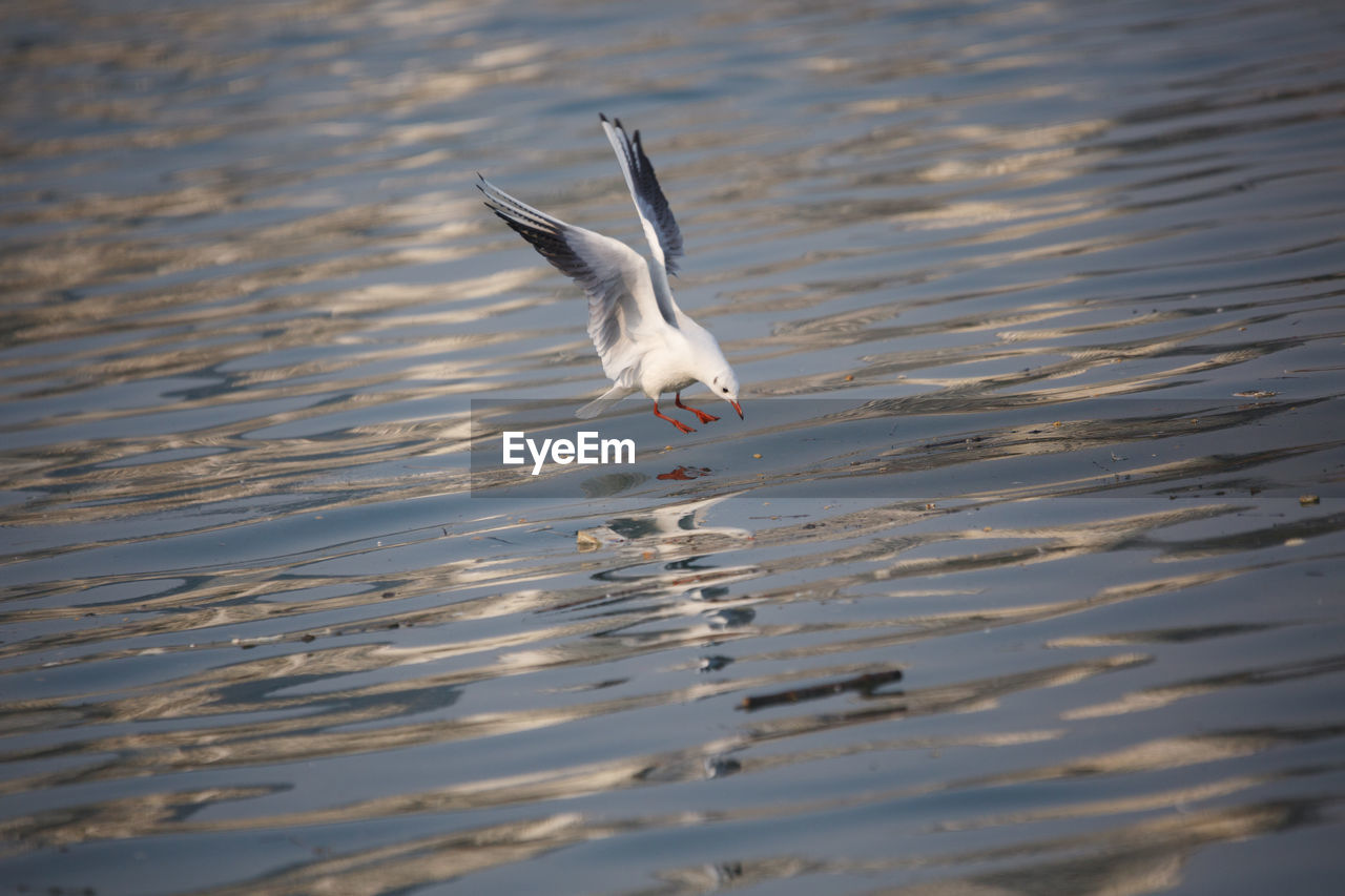 SEAGULL FLYING BY WATER