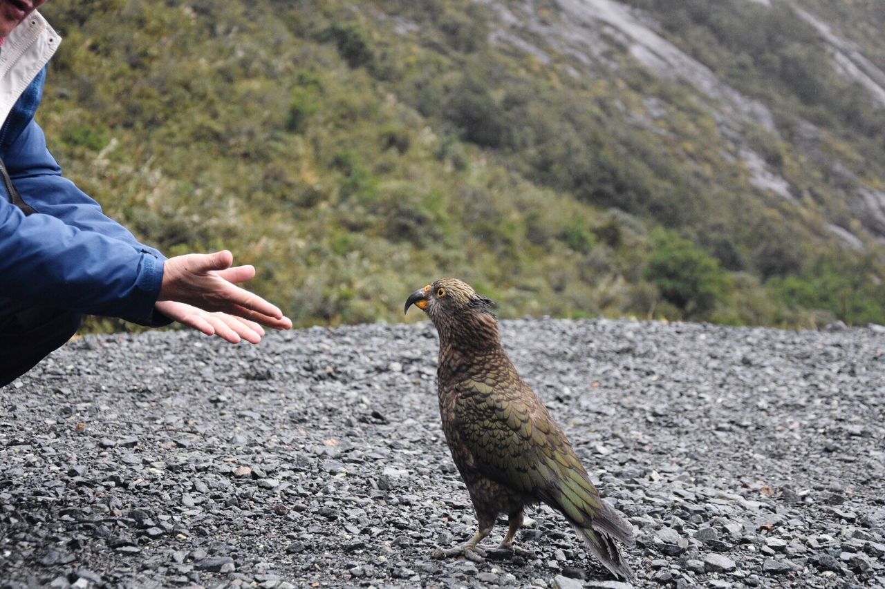 Cropped hands of man with falcon 