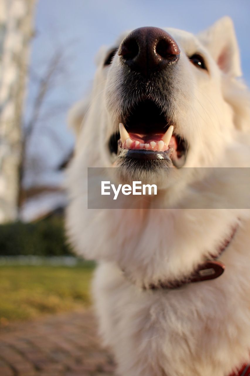 CLOSE-UP OF A DOG