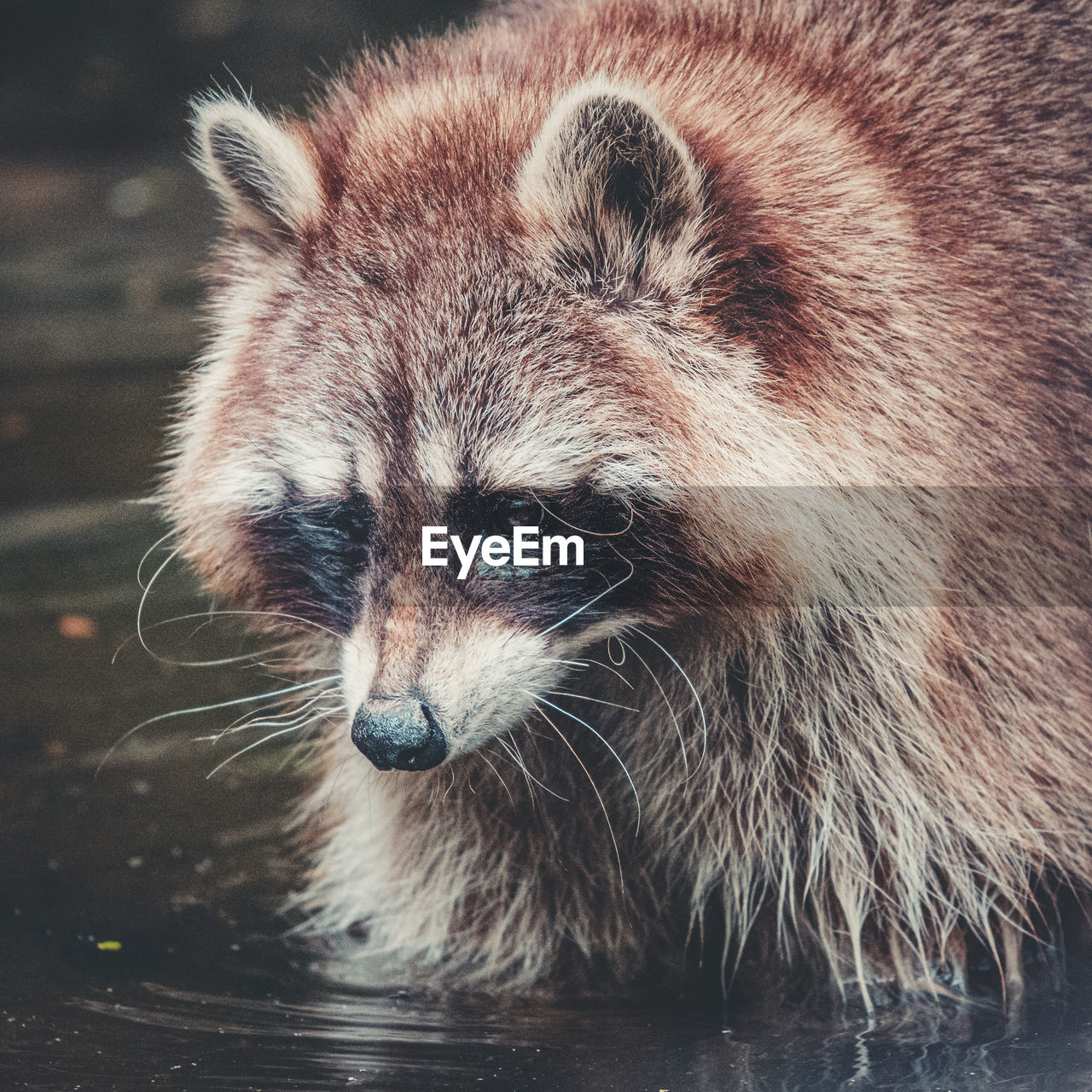 animal, animal themes, one animal, animal wildlife, mammal, wildlife, whiskers, raccoon, no people, procyonidae, animal body part, nature, close-up, portrait, bear, water, outdoors, animal hair, animal head, procyon, red panda