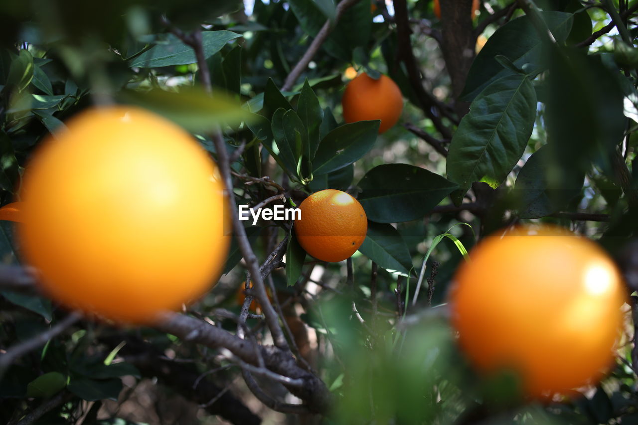 food, food and drink, fruit, healthy eating, tree, plant, orange color, citrus fruit, flower, freshness, produce, nature, leaf, citrus, plant part, tangerine, fruit tree, selective focus, growth, wellbeing, no people, orange, macro photography, agriculture, yellow, ripe, close-up, branch, outdoors, sunlight, organic, autumn, juicy, clementine, day