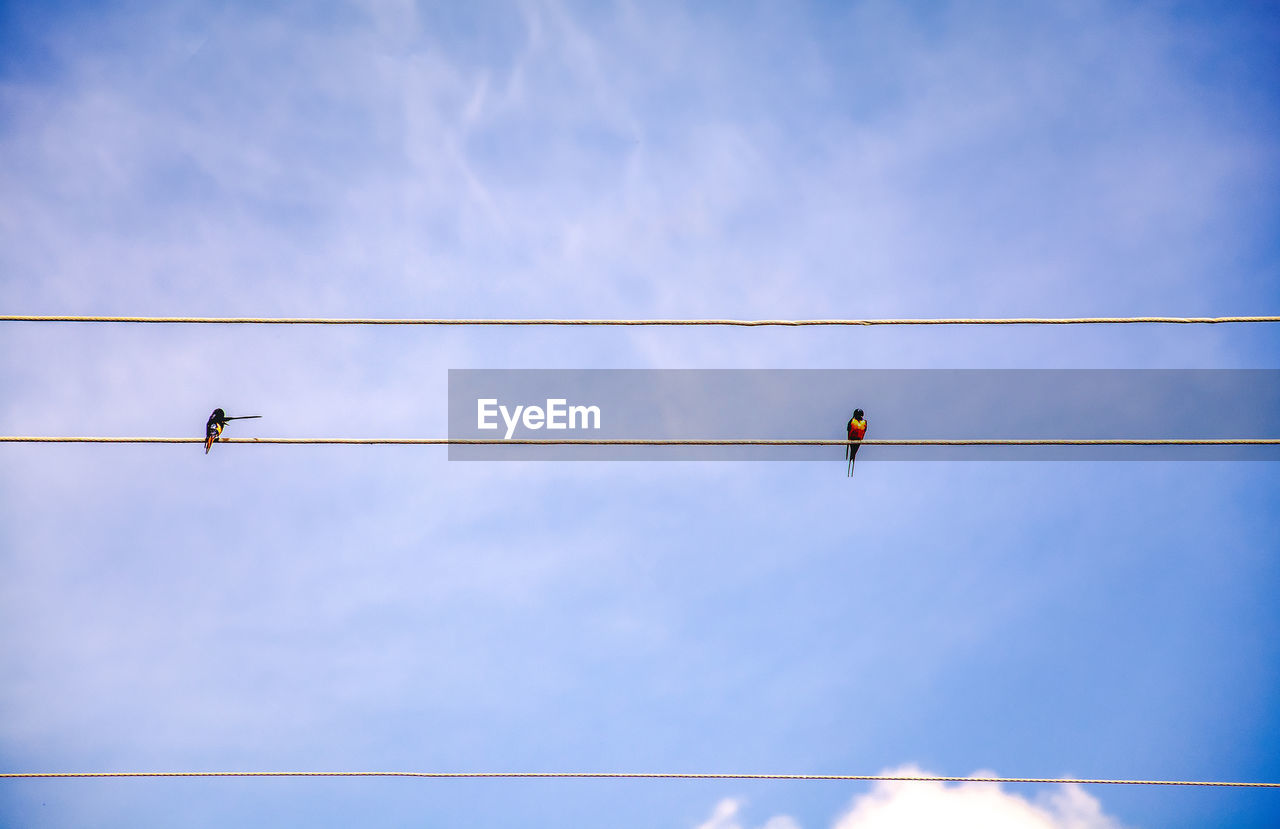 Low angle view of bird perching on cable against sky