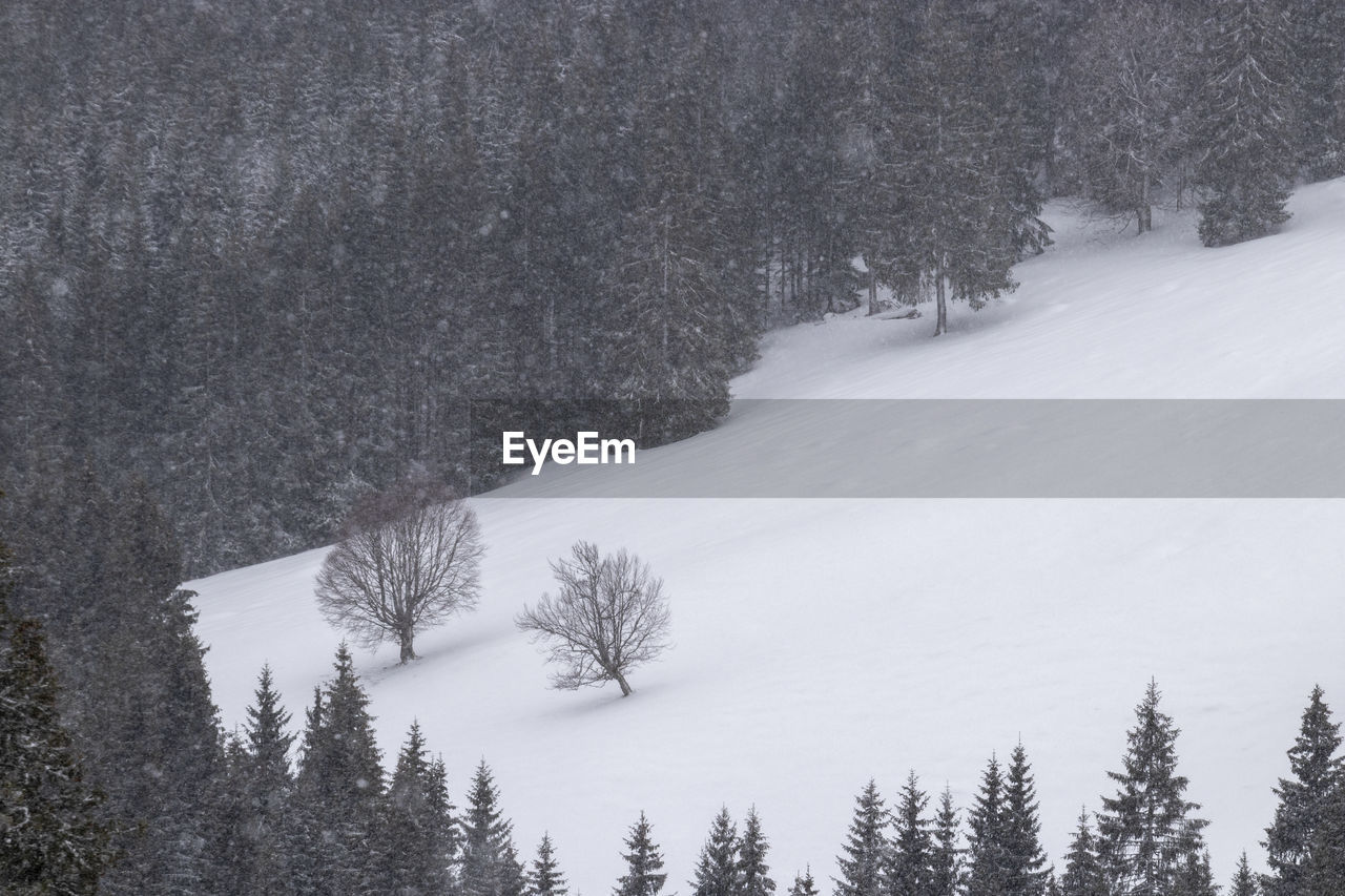 VIEW OF PINE TREES DURING WINTER