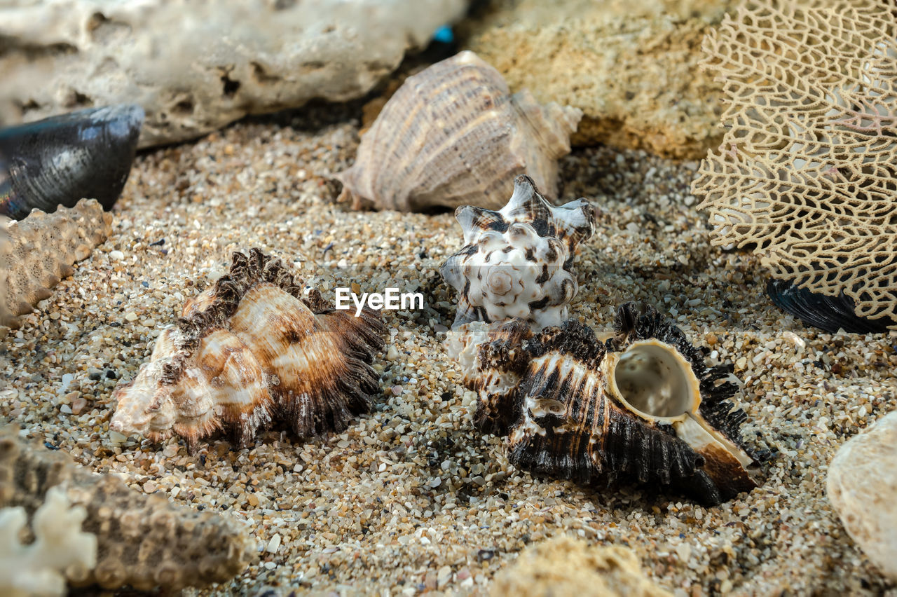 wildlife, animal wildlife, animal, land, beach, close-up, animal themes, nature, macro photography, sand, no people, sea, shell, day, group of animals, marine biology, sea life, outdoors, water, seashell, marine, animal shell