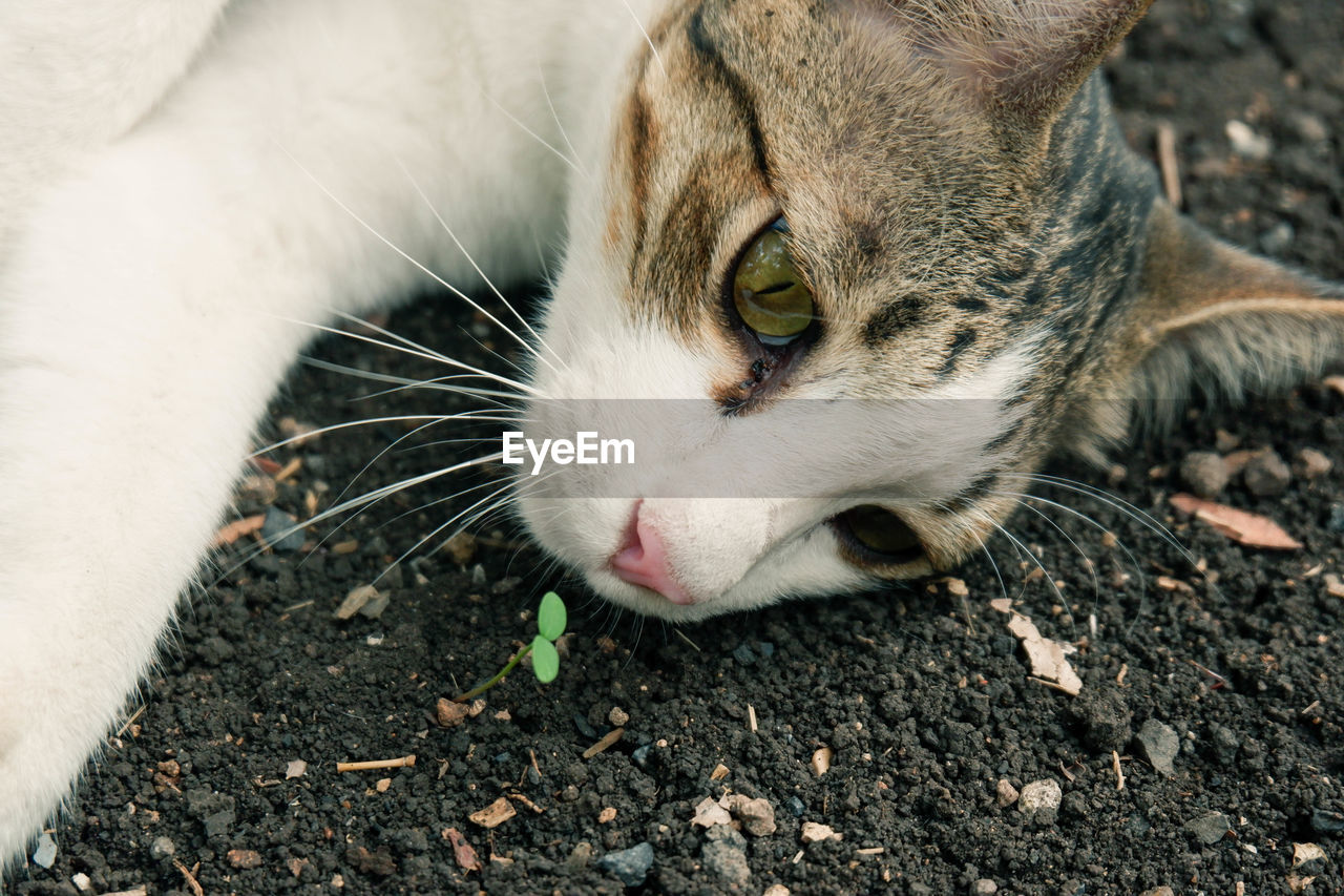 CLOSE-UP PORTRAIT OF A RELAXED CAT