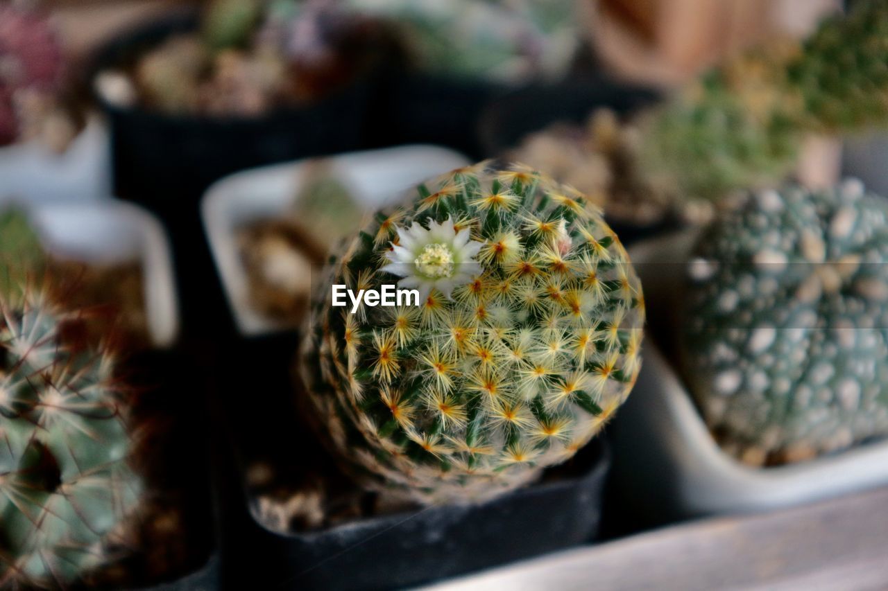 close-up of cactus plants
