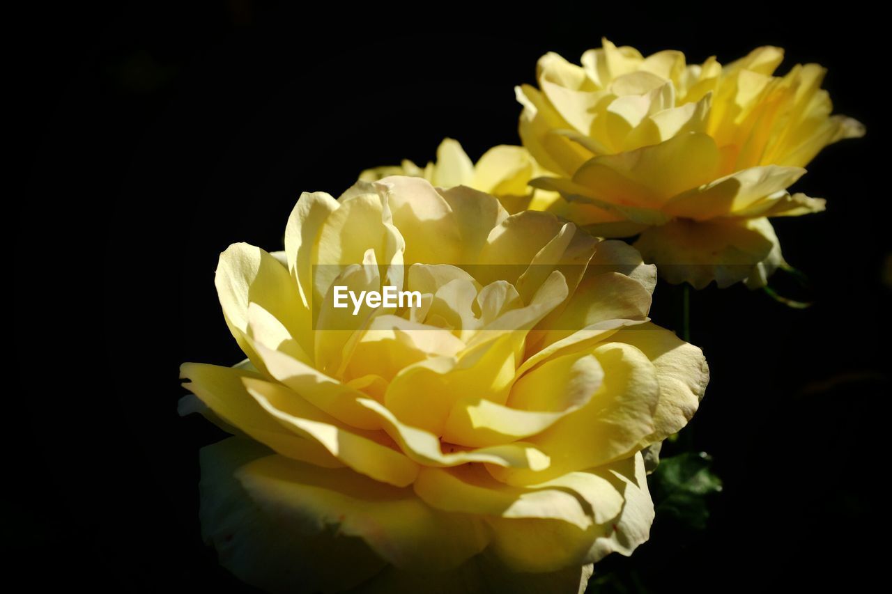 Close-up of yellow flowers