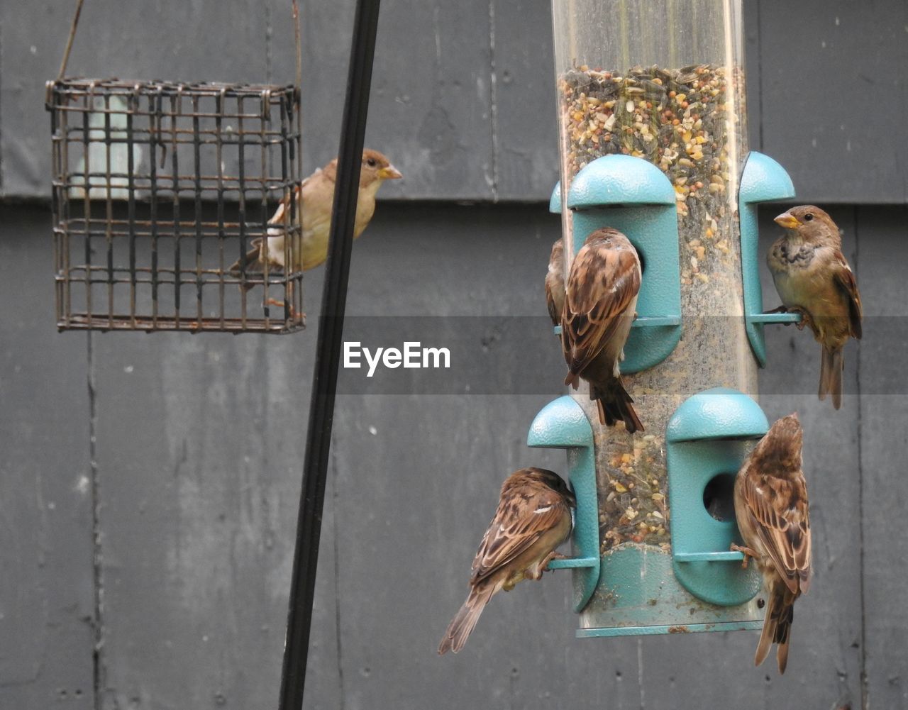 CLOSE-UP OF BIRDS PERCHING ON FEEDER AT BEACH