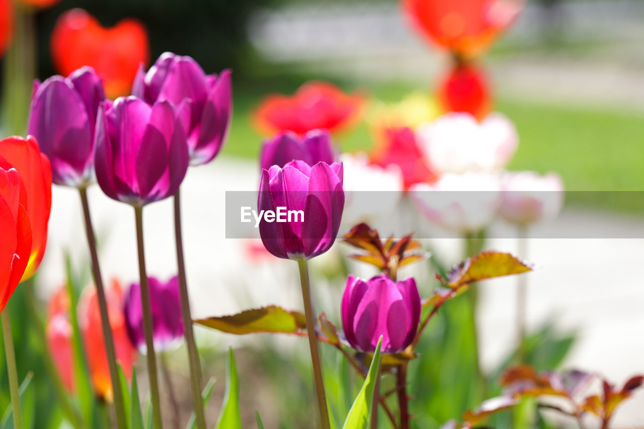 CLOSE-UP OF PINK FLOWERING PLANTS