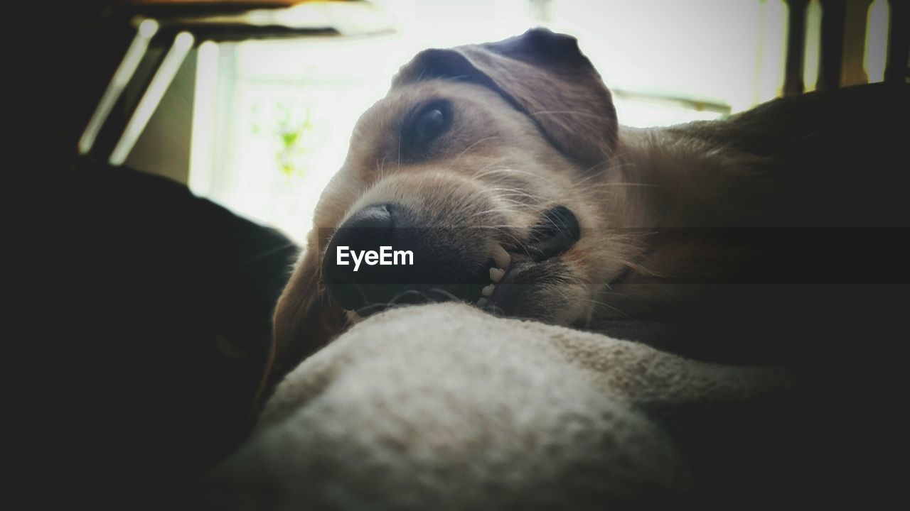 Close-up of dog lying on bed